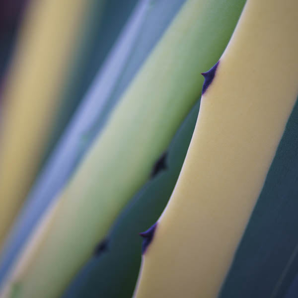 Agave Bokeh