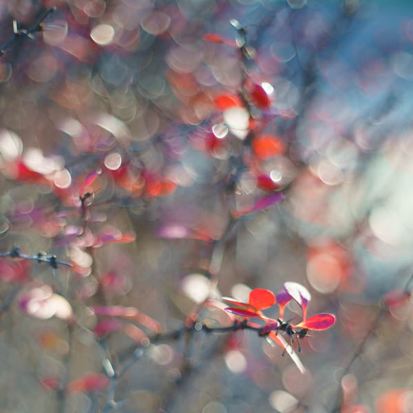 Barberry Bokeh