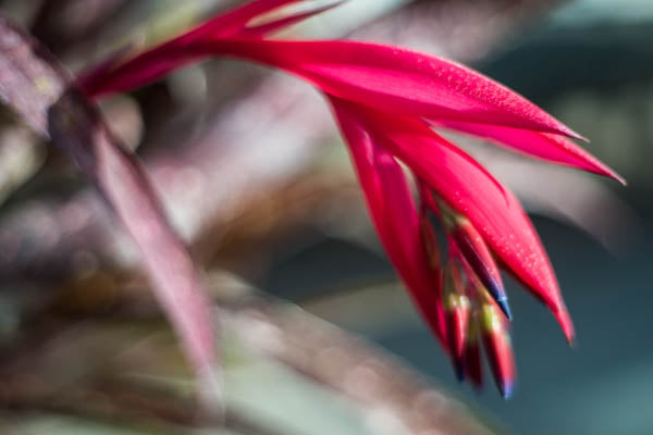 Bromeliad Bokeh I