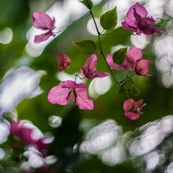 Bougainvillea Bokeh II