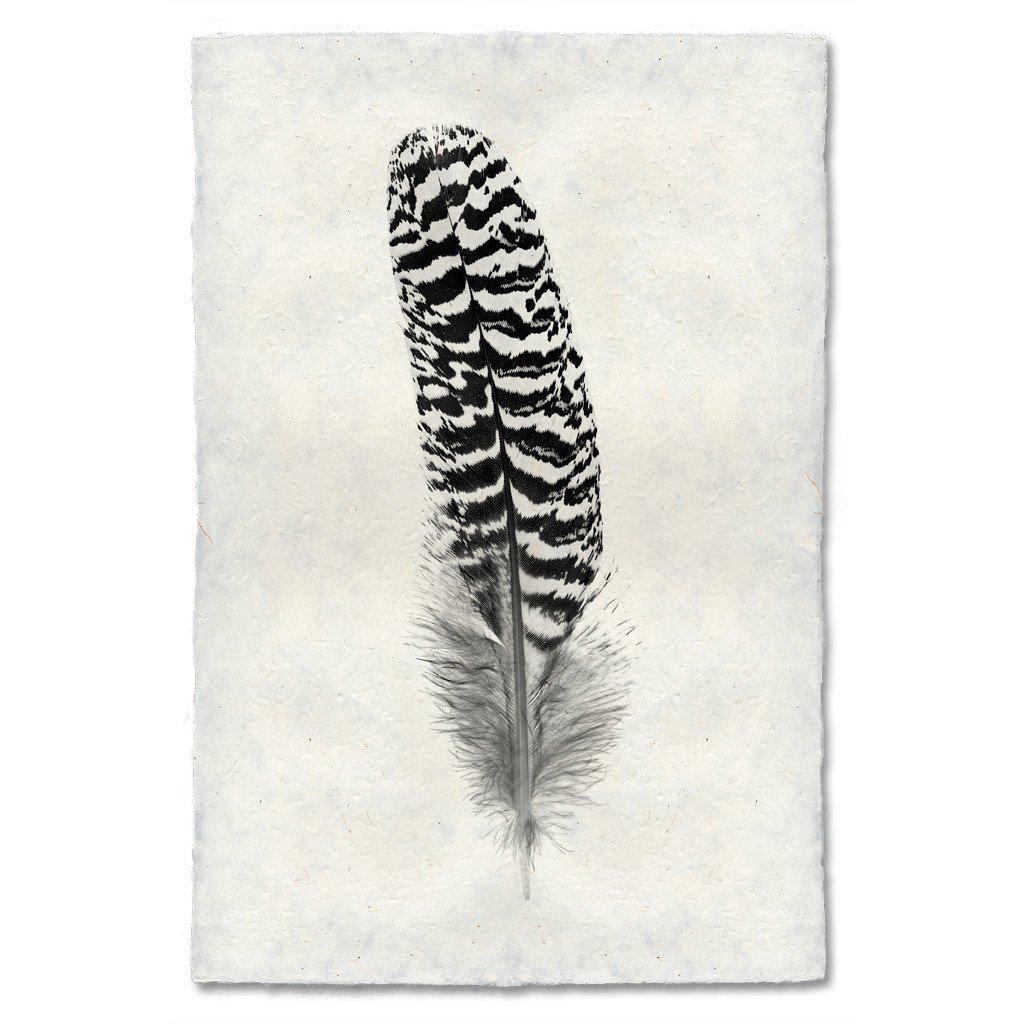 Feather Study #13 (Mottled Peacock)
