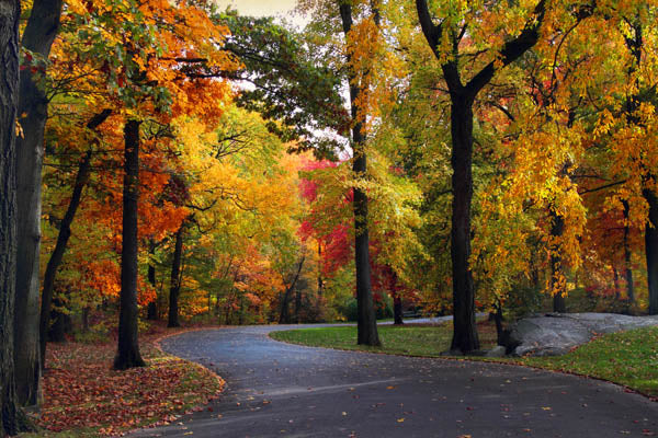 Peak Autumn Path