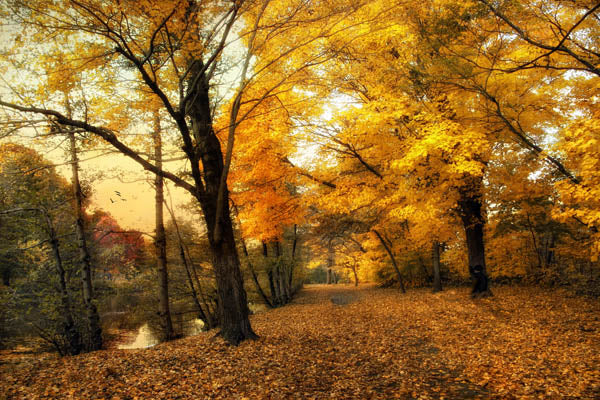 Golden Canopy