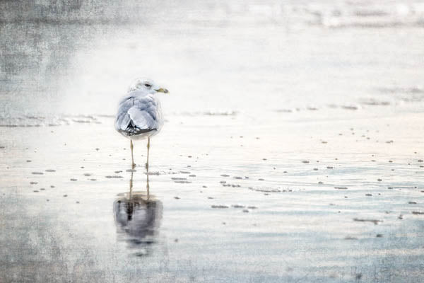 The Standing Seagull