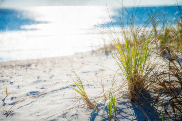 Beachgrass I