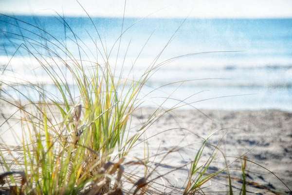 Beachgrass II