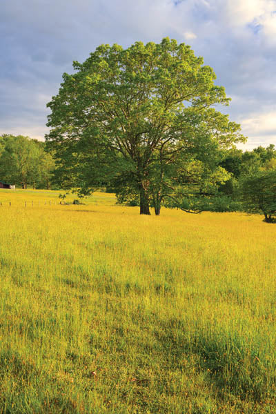 Tree On a Hill