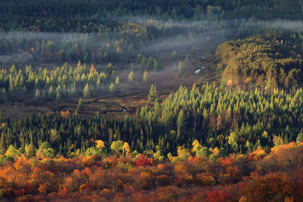 Fall Meadow