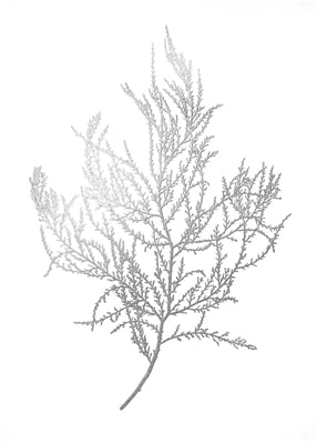 Silver Foil Algae III